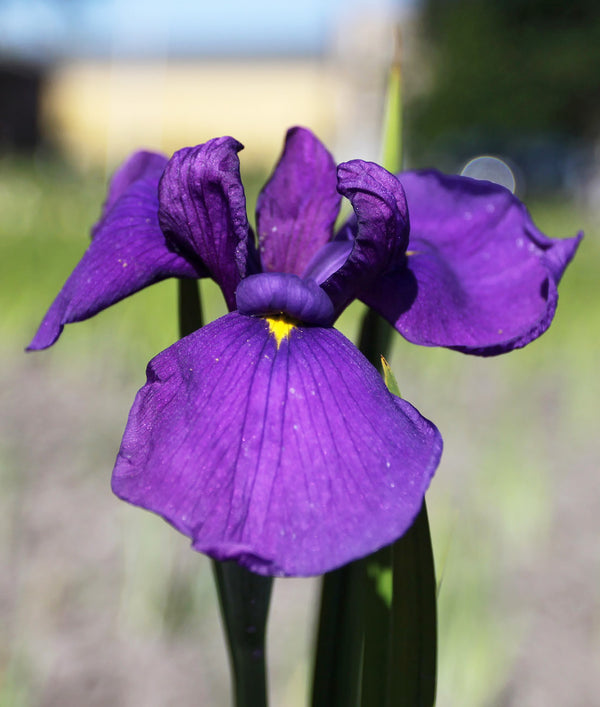 Loyalty Japanese Iris - 3 root divisions