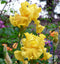 Oregon Firestorm Reblooming Bearded Iris - 1 Rhizome