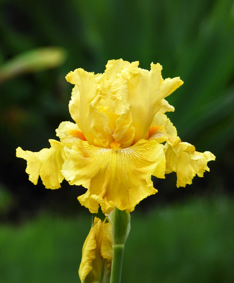 Oregon Firestorm Reblooming Bearded Iris - 1 Rhizome