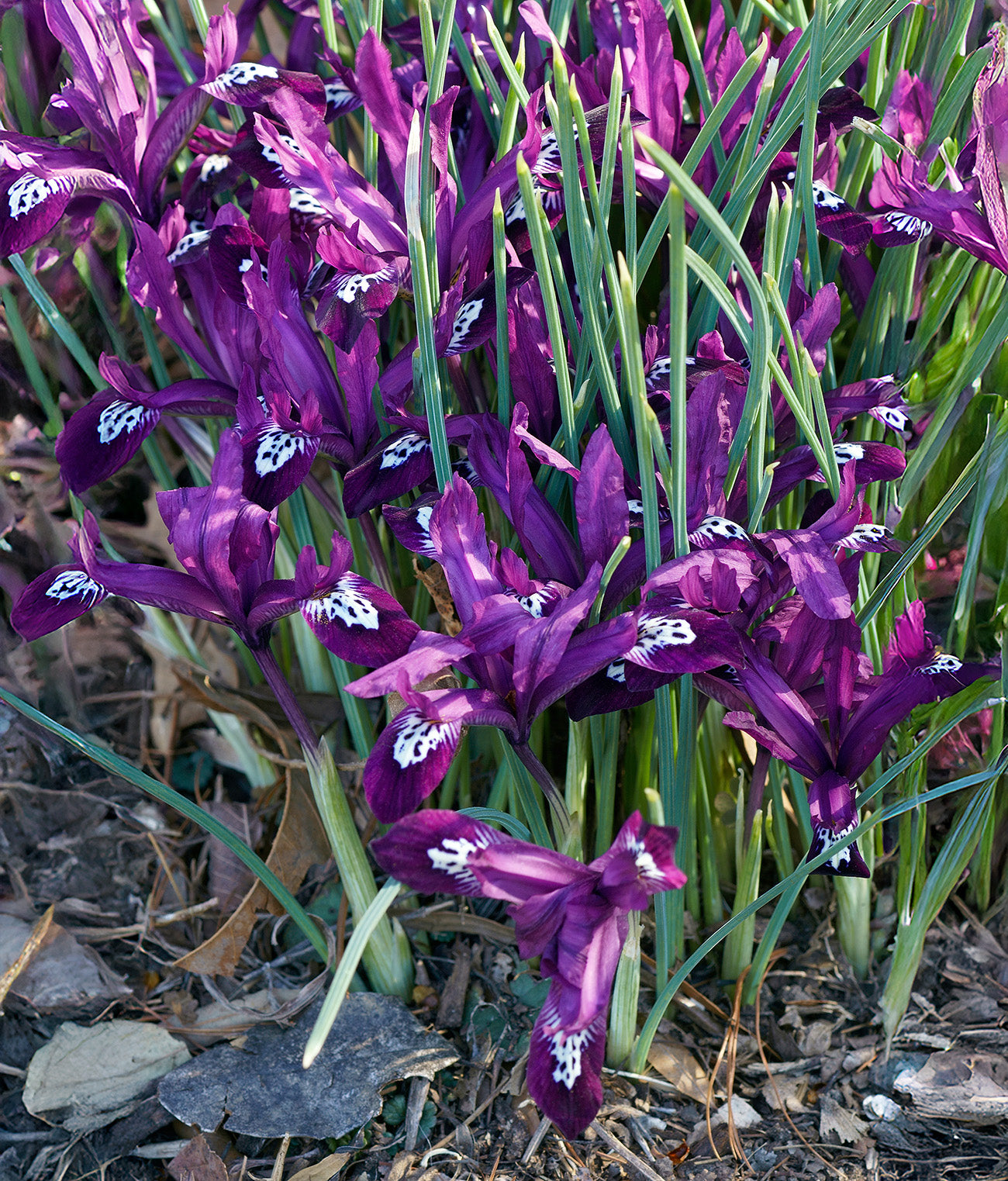 Pauline Dwarf Iris reticulata - 10 bulbs