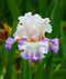 Polite Applause Tall Bearded Iris - 1 Rhizome