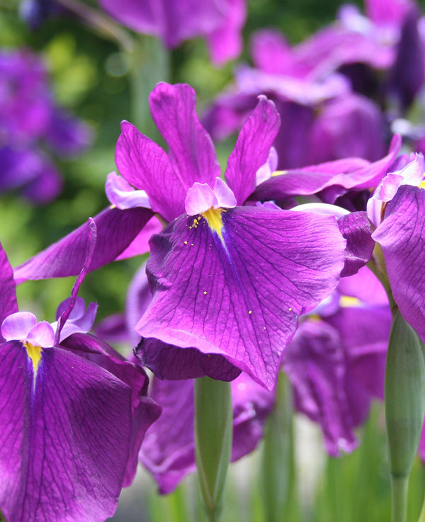 Royal Banner Japanese Iris - 3 root divisions