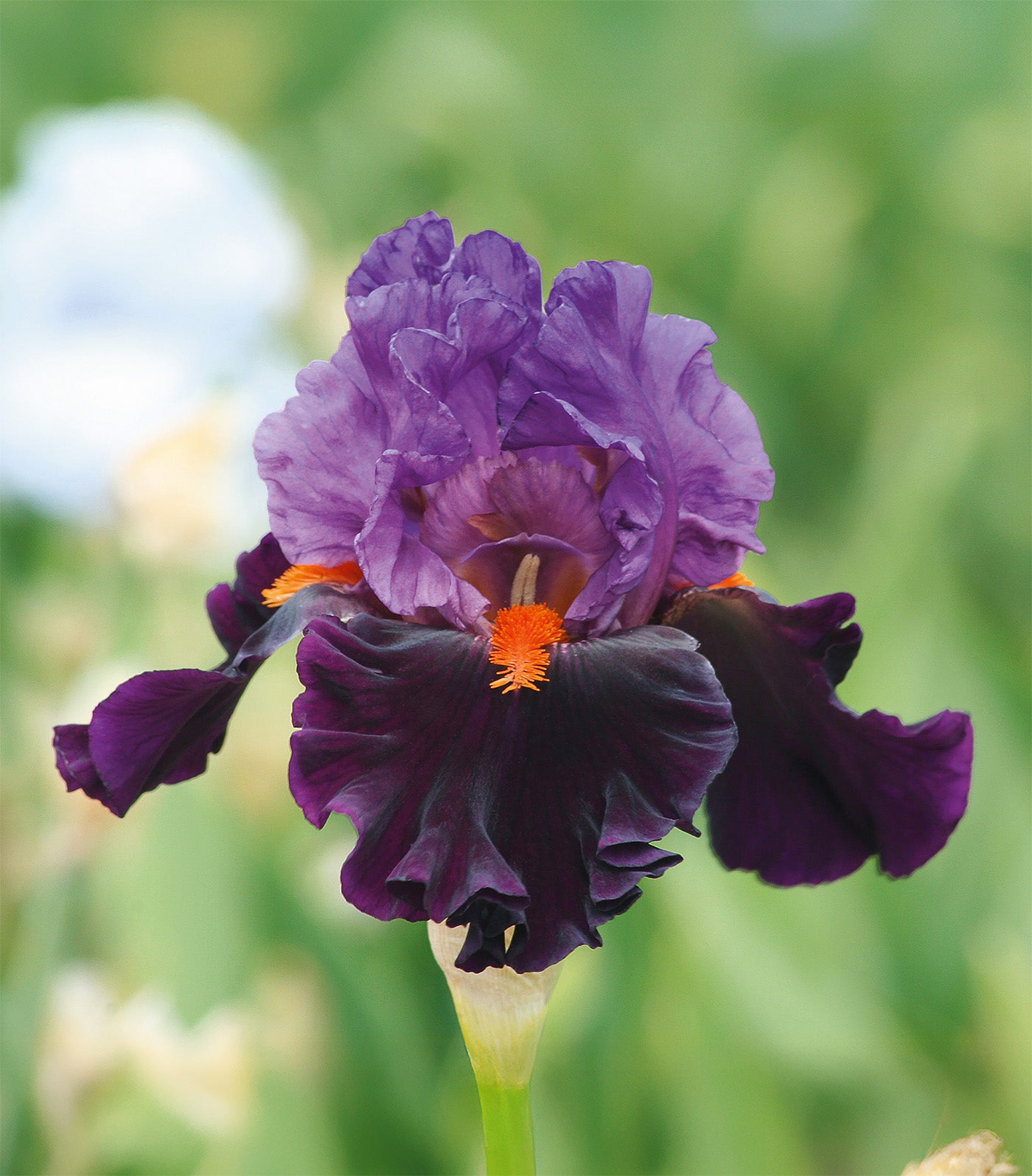 Sharp Dressed Man Tall Bearded Iris - 1 Rhizome