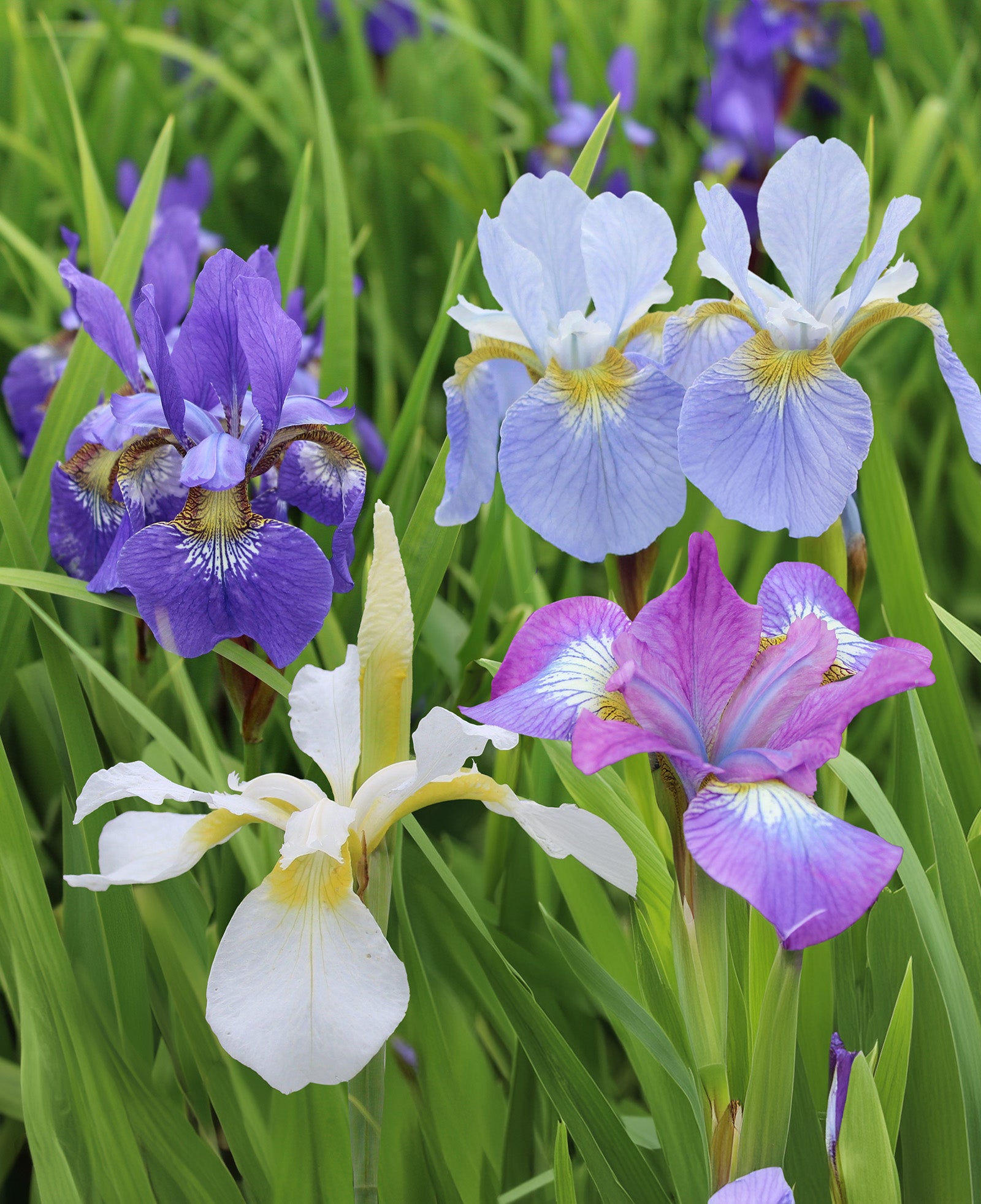 Mixed Siberian Iris sibirica - 9 root divisions