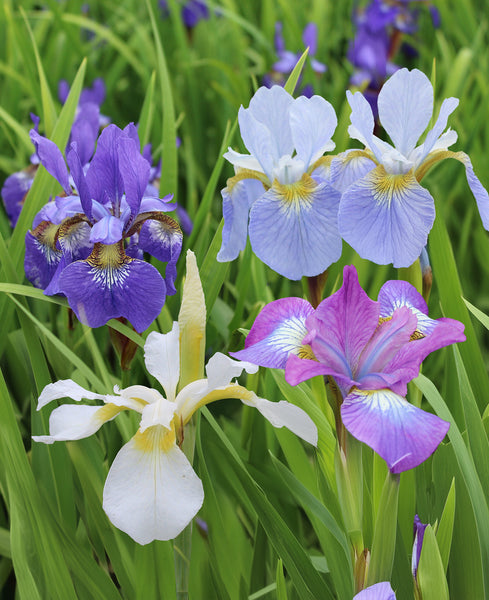 Mixed Siberian Iris sibirica