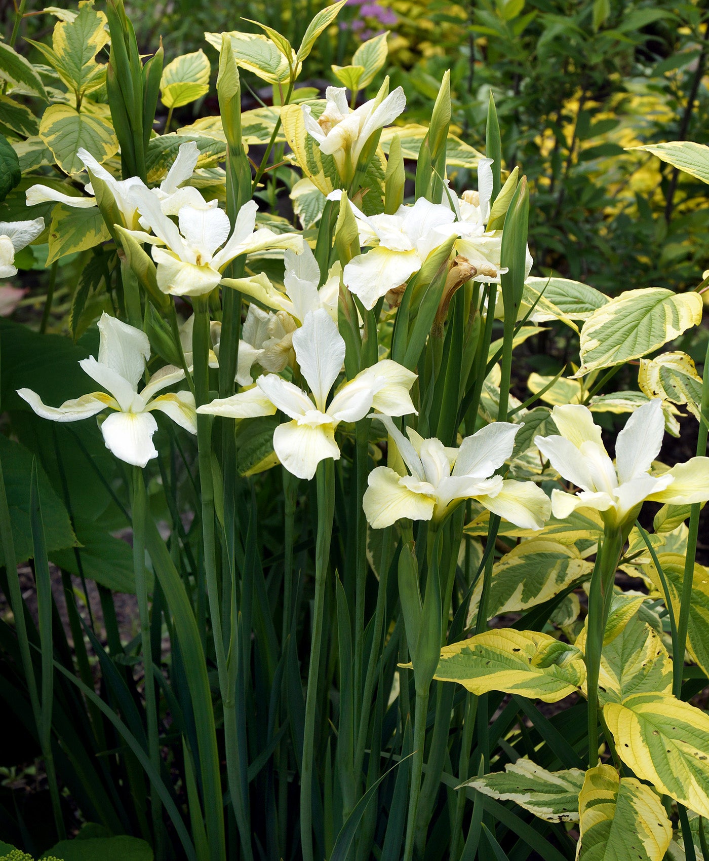 white siberian lily White Swirl Siberian Iris