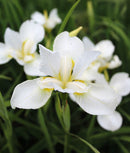 White Swirl Siberian Iris - 3 root divisions