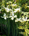 White Swirl Siberian Iris - 3 root divisions