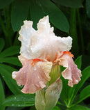 Struck Twice Reblooming Bearded Iris - 1 Rhizome