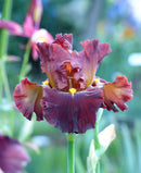 Valentino Tall Bearded Iris - 1 Rhizome