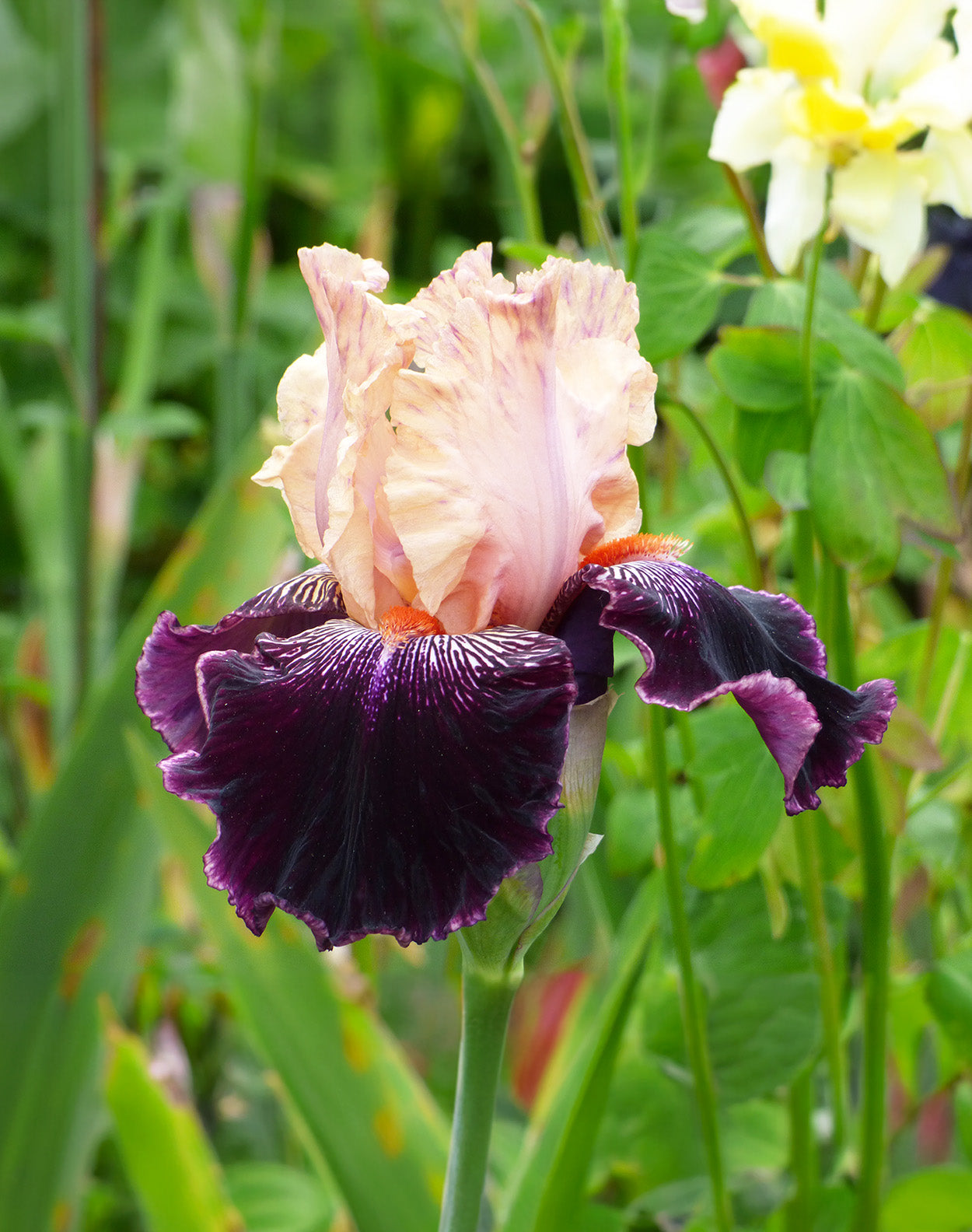 Wench Tall Bearded Iris - 1 Rhizome