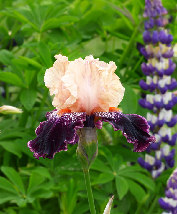 Wench Tall Bearded Iris - 1 Rhizome