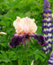 Wench Tall Bearded Iris - 1 Rhizome