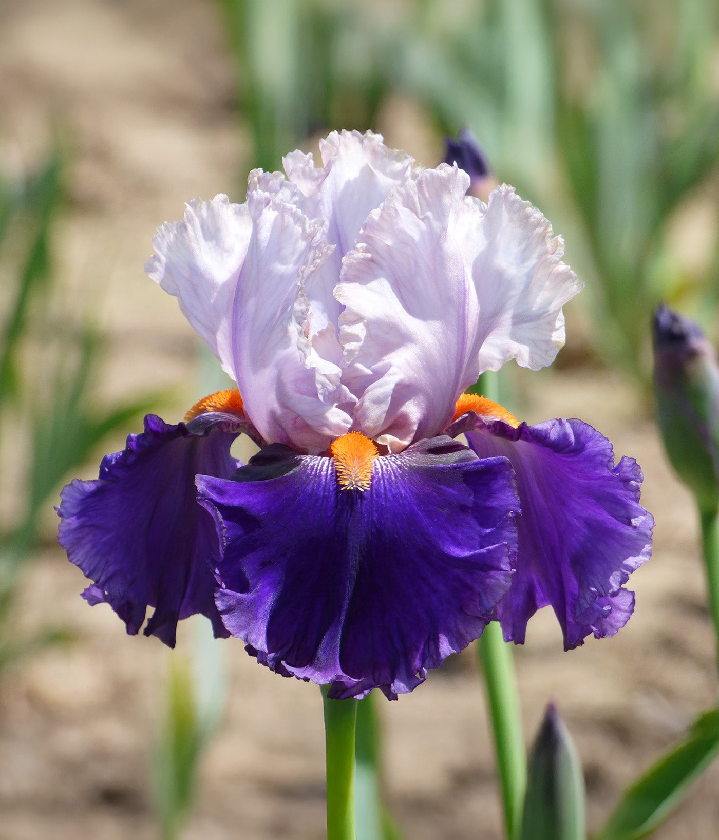 You Grow Girl Tall Bearded Iris - 1 Rhizome