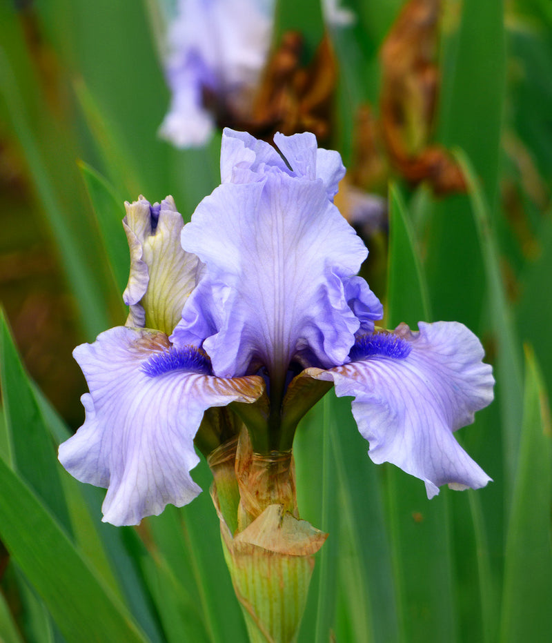 August Treat Reblooming Bearded Iris - 1 Rhizome