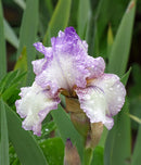 Autumn Tryst Reblooming Bearded Iris - 1 Rhizome