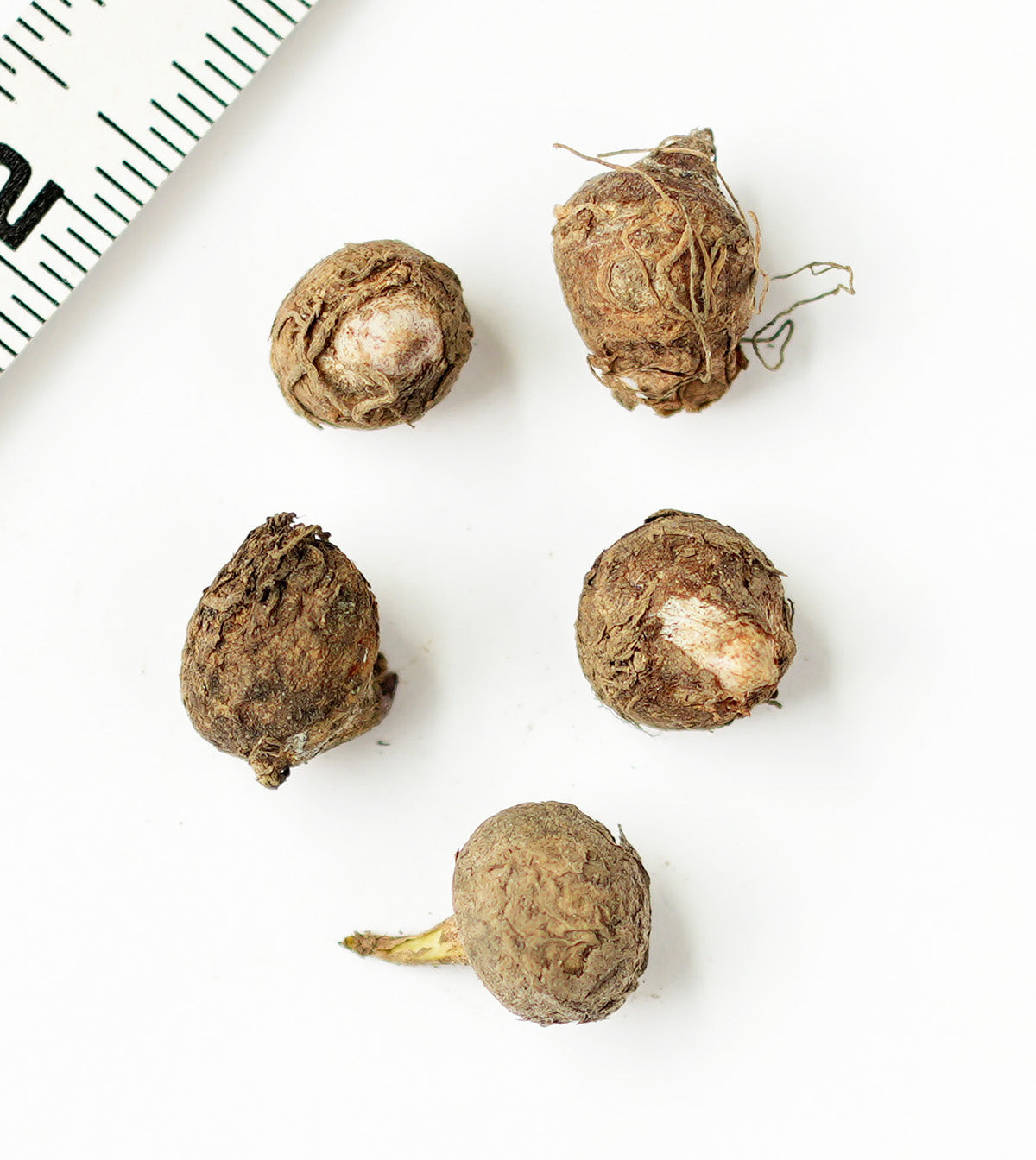 Jack-in-the-Pulpit - 5 Corms
