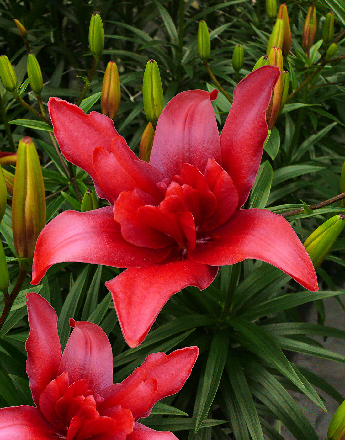 Bald Eagle Double Asiatic Lily - 5 bulbs