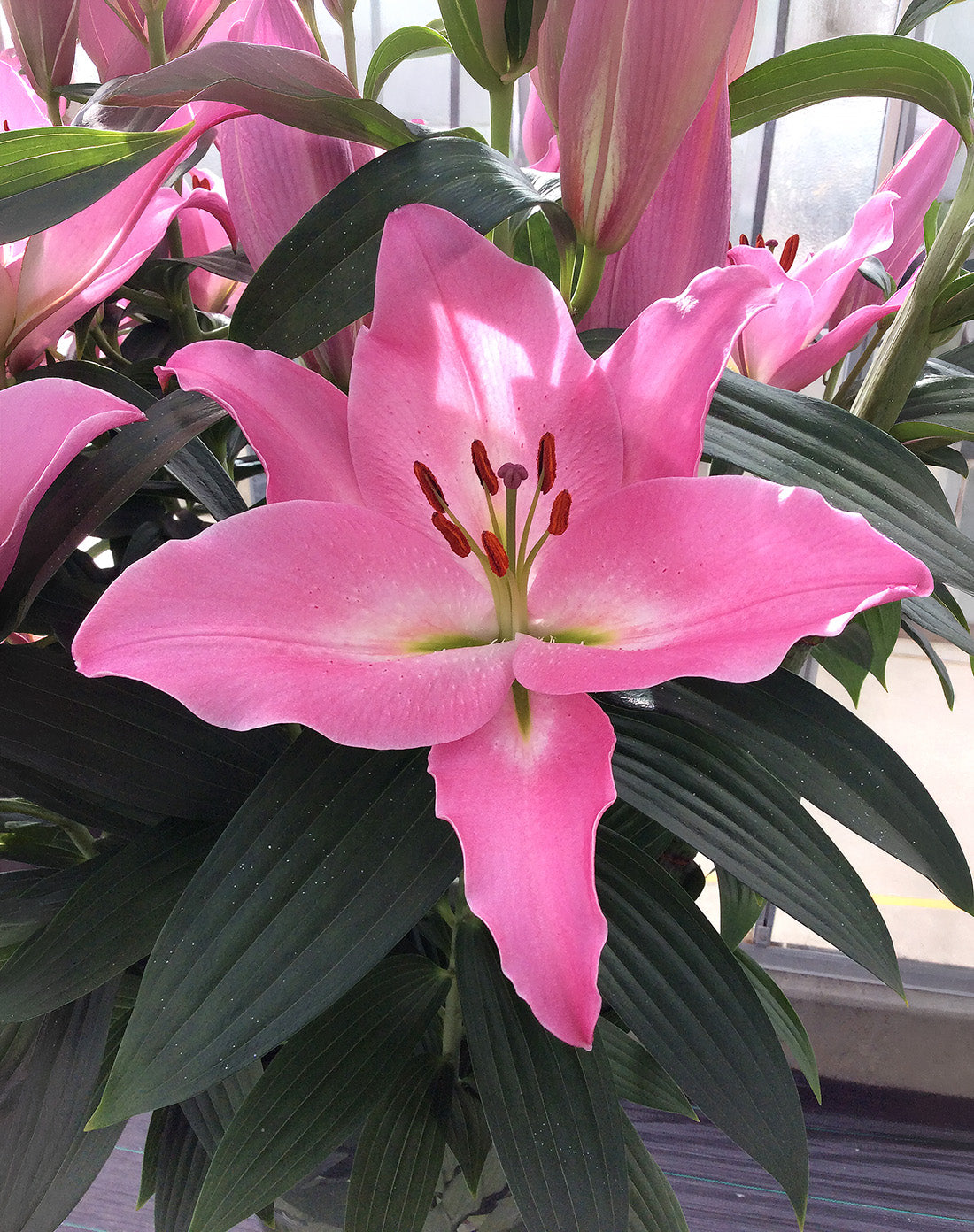 Barista Oriental Lily - 5 bulbs