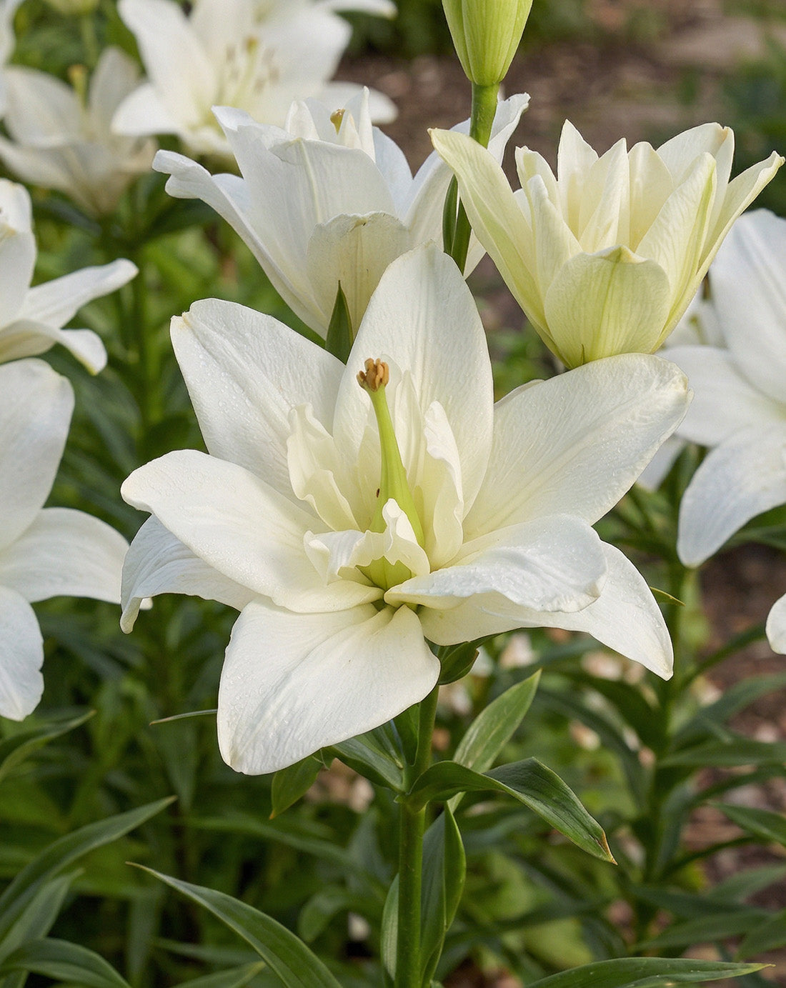 Belvedere Double Asiatic Lily - 5 bulbs