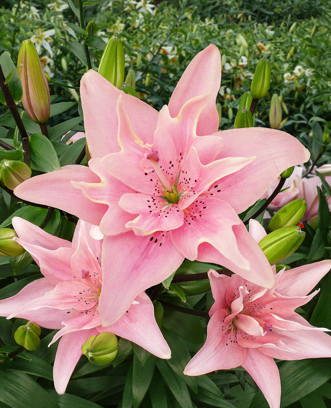 Elodie Double Asiatic Lily - 5 bulbs