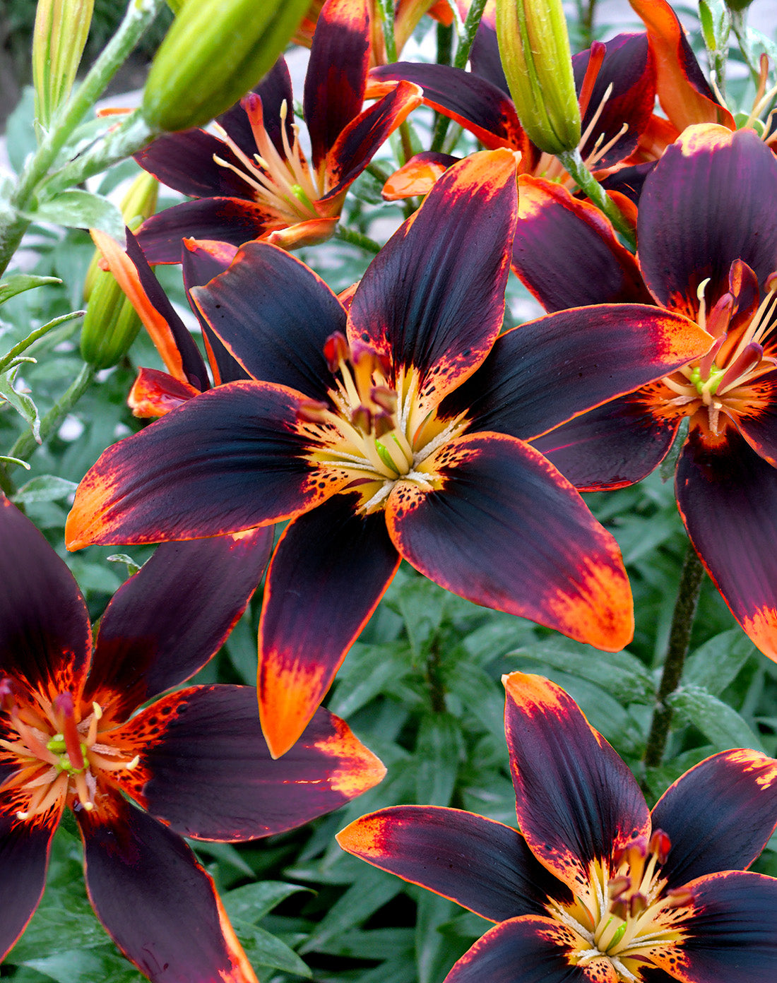 Forever Susan Asiatic Lily - 5 bulbs