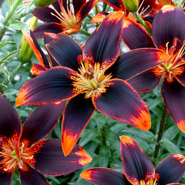 sorocaba asiatic lily Forever Susan Asiatic Lily