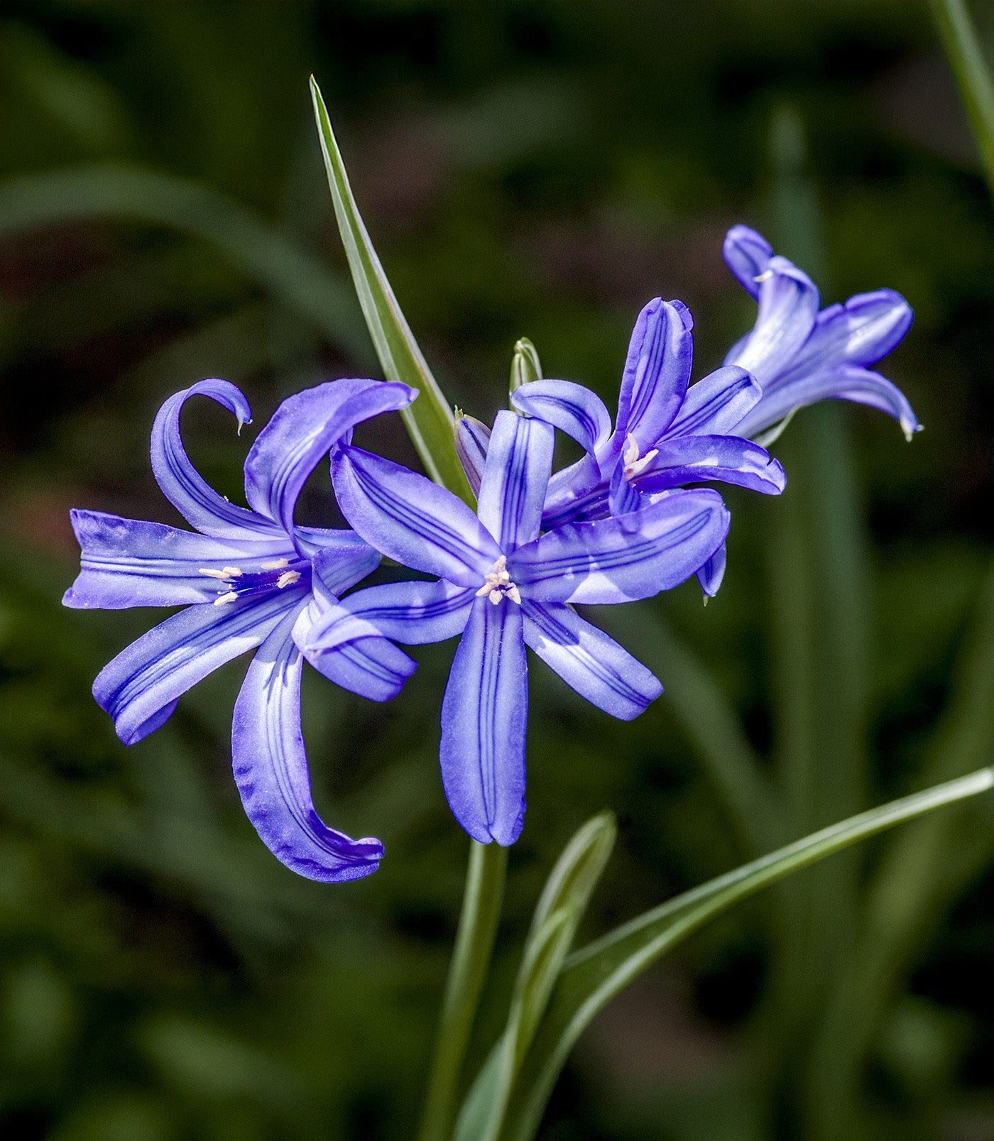 Sky Blue Lilies - 25 bulbs
