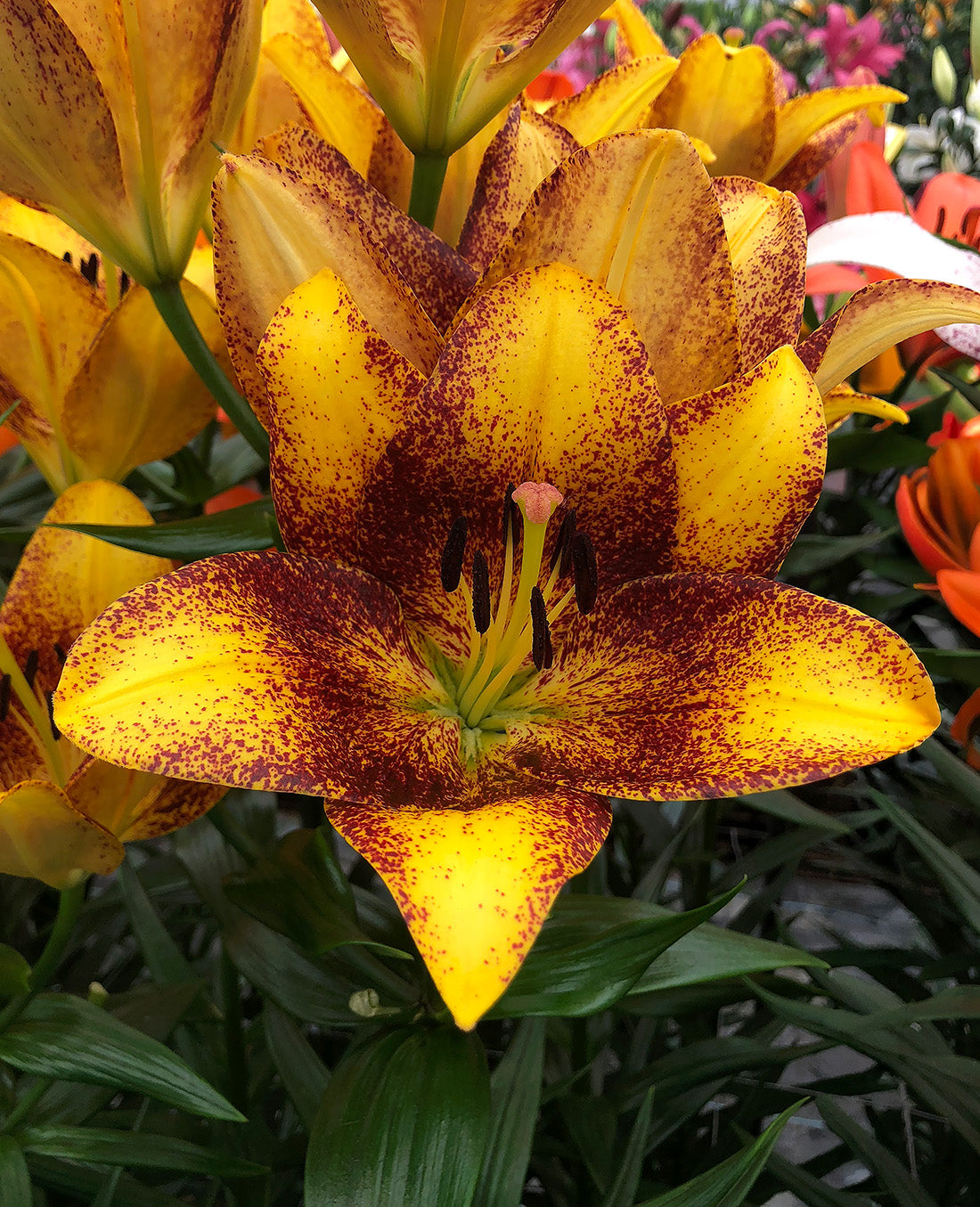 Sweet Valley LA Hybrid Lily - 5 bulbs