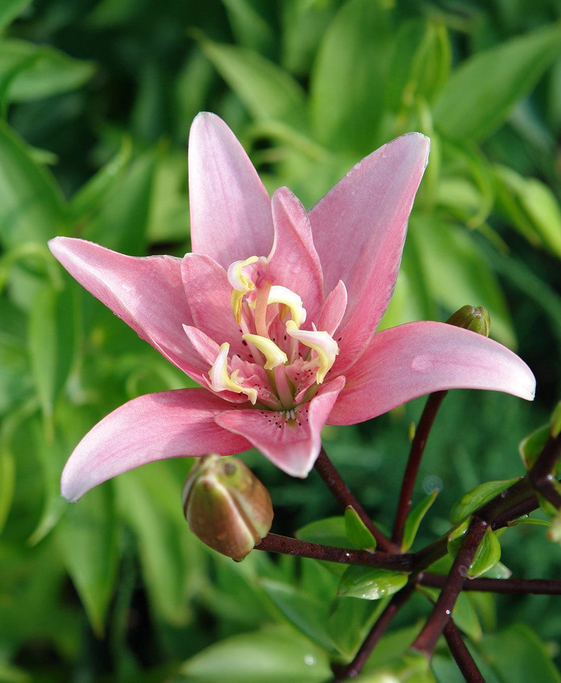 Elodie Double Asiatic Lily - 5 bulbs
