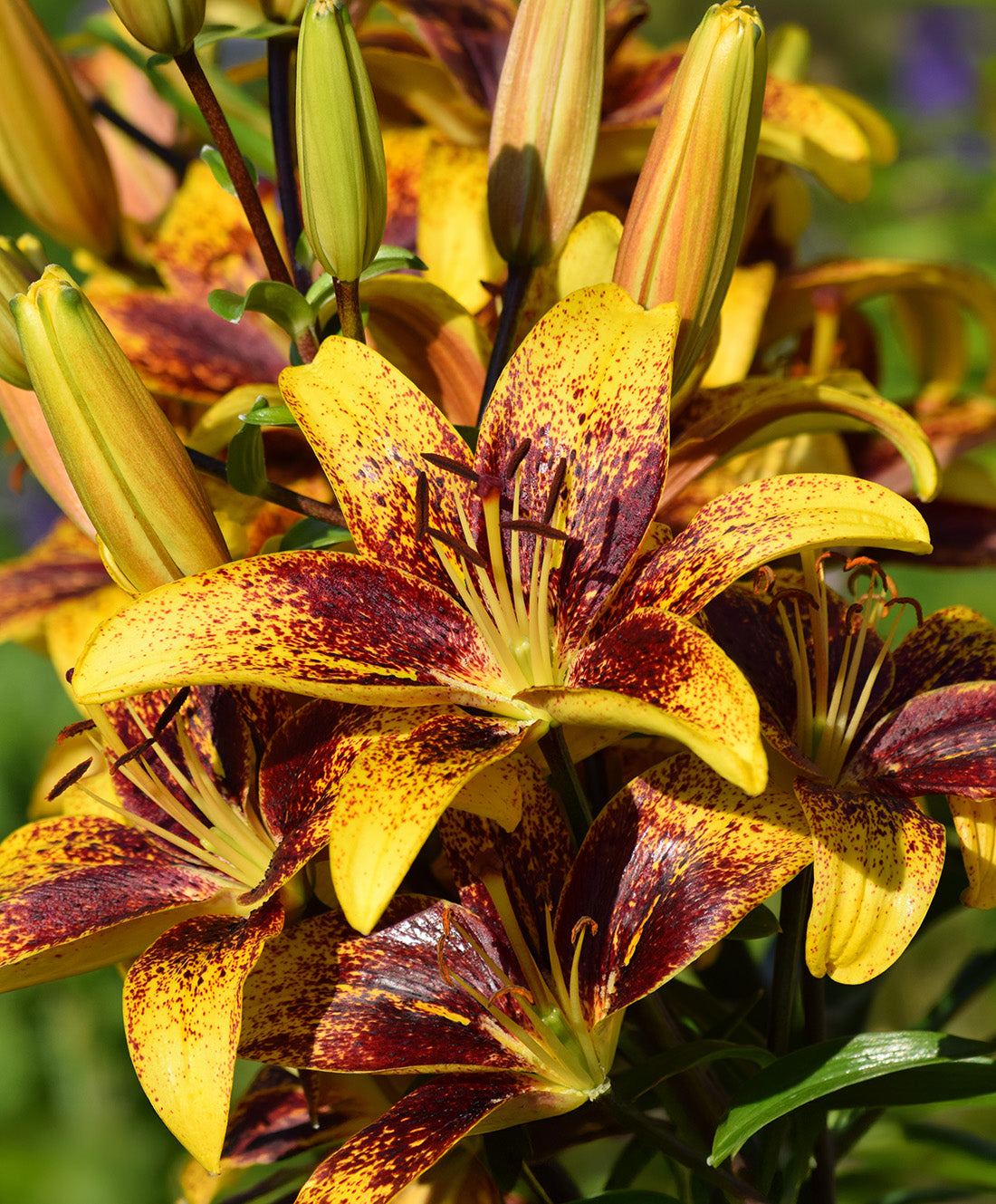 Sweet Valley LA Hybrid Lily - 5 bulbs