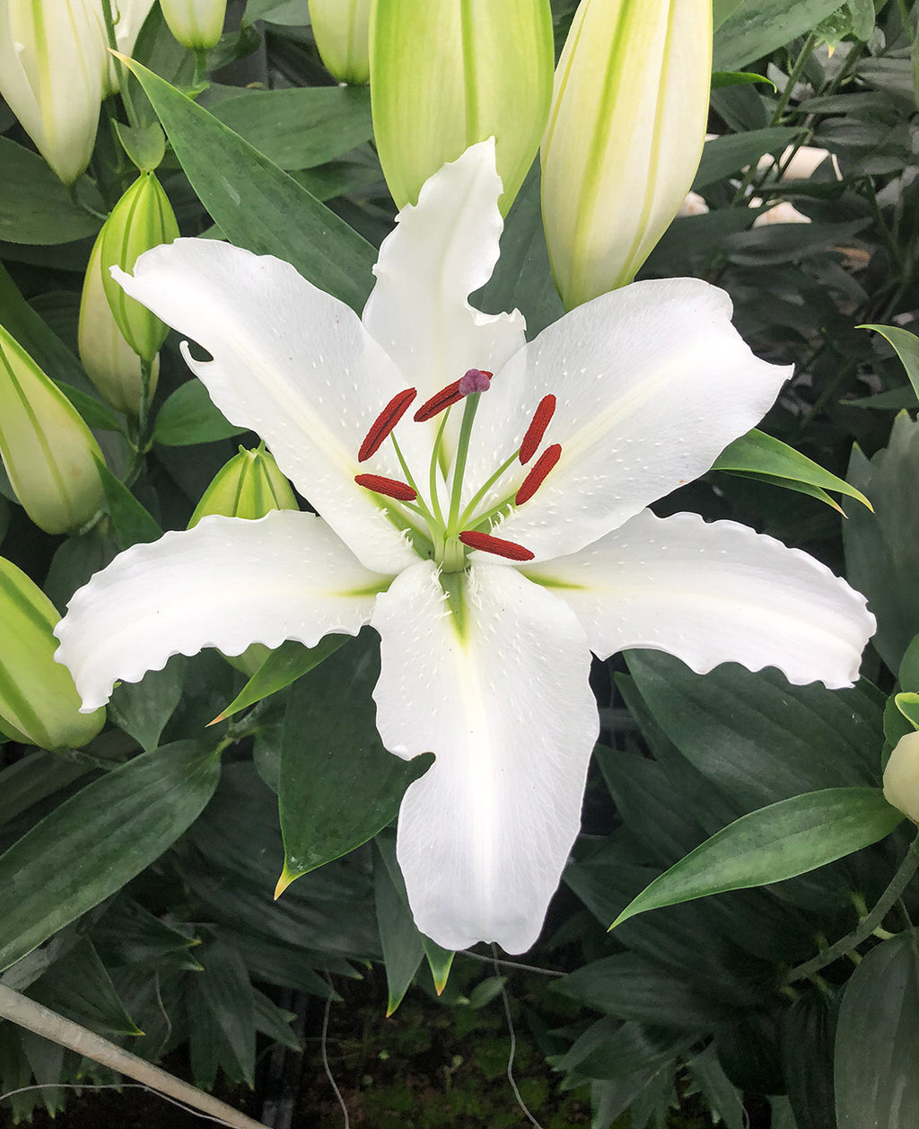 white asiatic lily bulbs White Lantern Oriental Lily