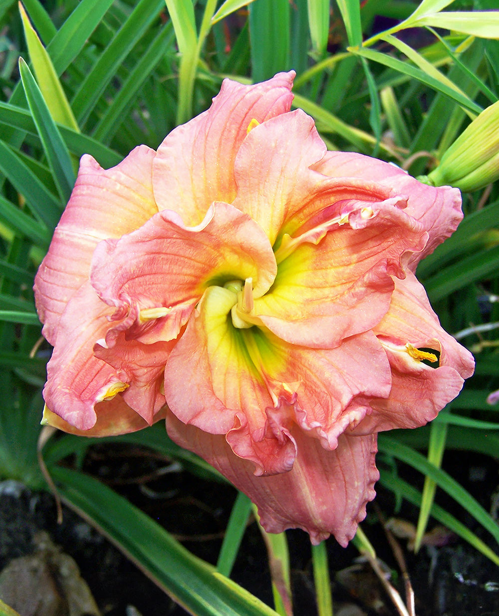 Lilyland's Melon Sorbet Daylily - 1 Single Fan Division