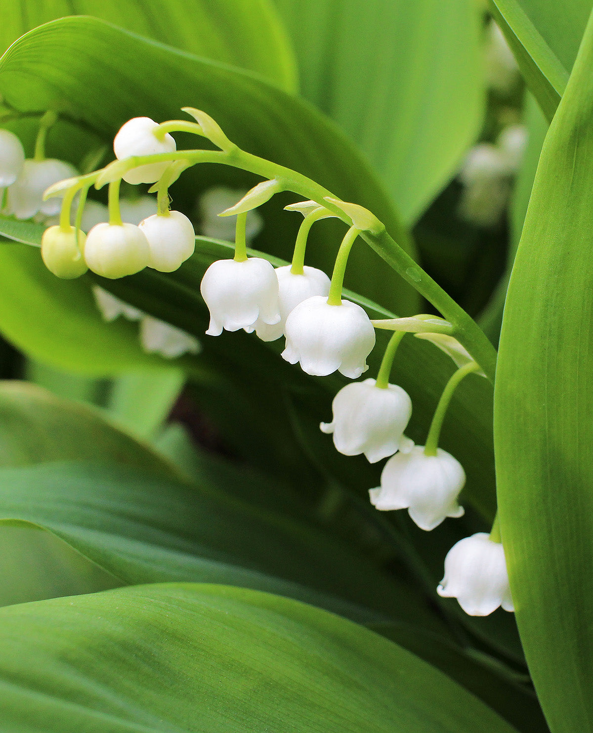 Lily of the Valley - 5 Root Divisions