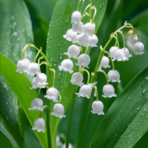 LilyoftheValley_600x600_crop_c