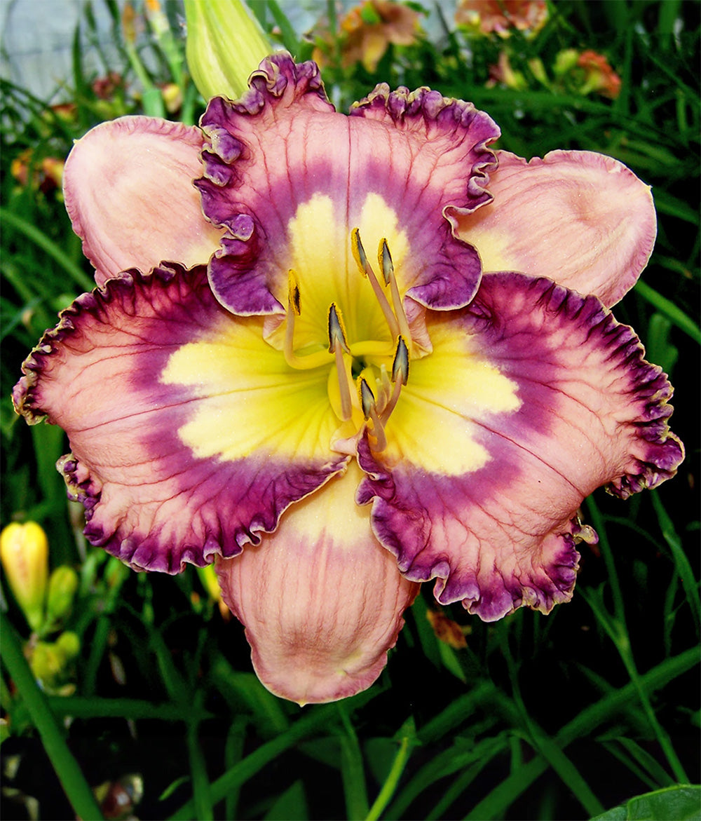 Making Magic Rebloomer Daylily - 1 Single Fan Division