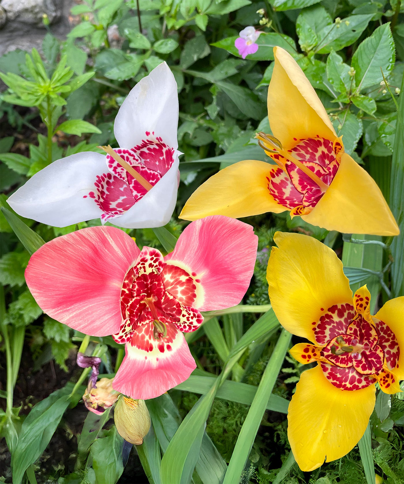Mexican Shell Flowers Tigridia - 25 bulbs