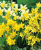 Mixed Cyclamineus Daffodils - 30 bulbs