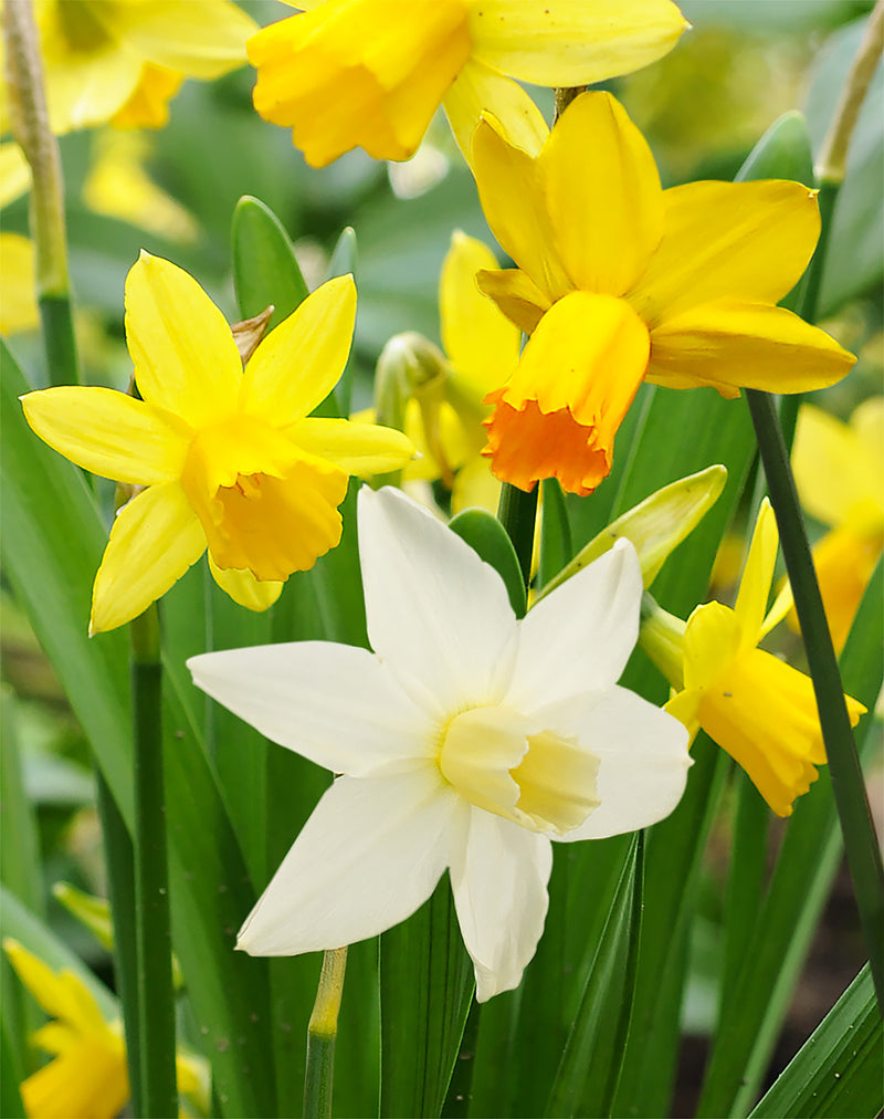 Mixed Cyclamineus Daffodils - 30 bulbs