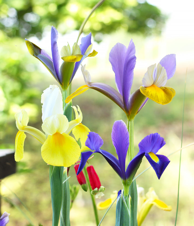 Mixed Dutch Iris hollandica - 30 bulbs