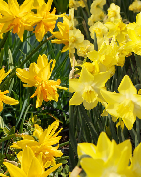 Mixed Dwarf Daffodils - 30 bulbs