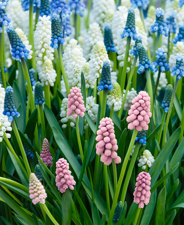 Mixed Muscari - 30 bulbs