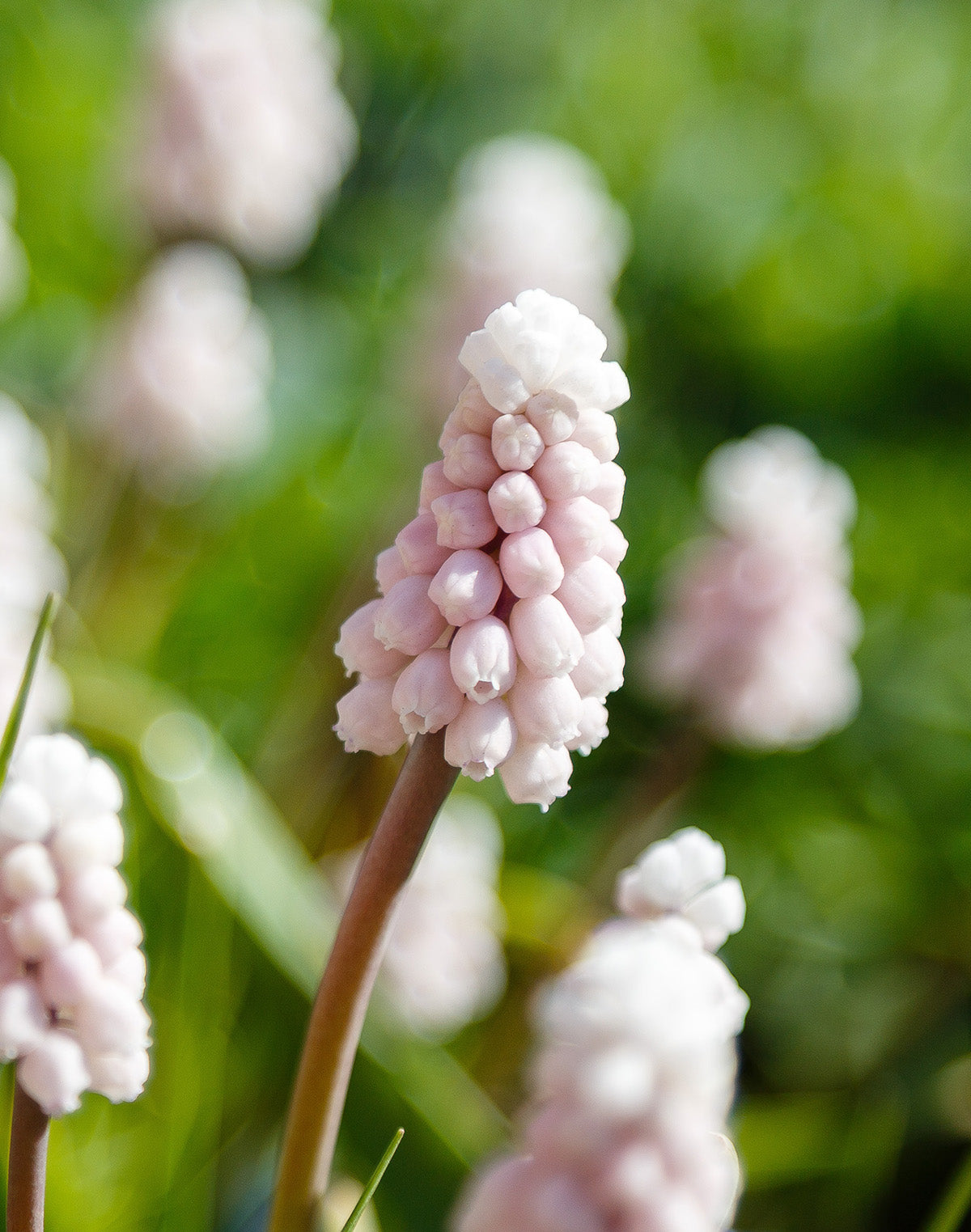 Pink Sunrise Muscari armeniacum - 5 bulbs