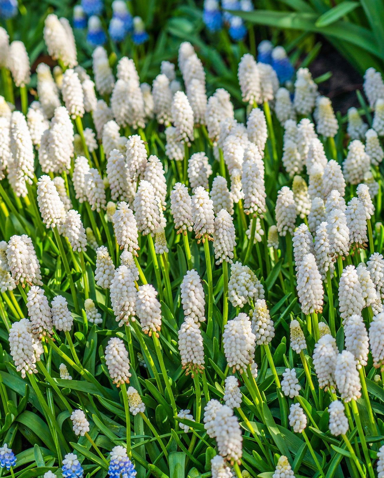White Magic Muscari aucheri - 10 bulbs