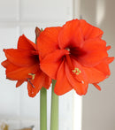 Orange Sovereign Amaryllis - 24-26 cm bulb