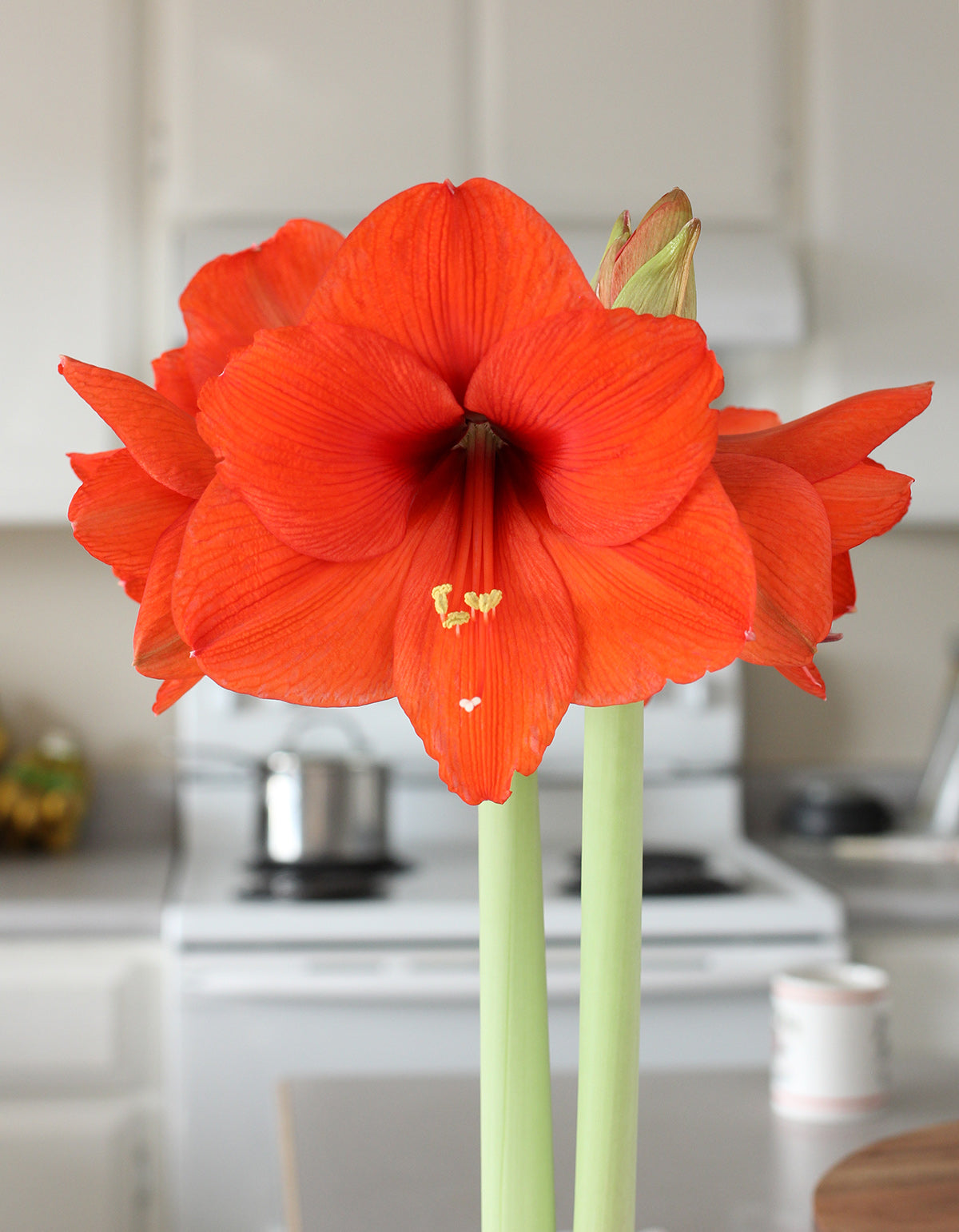 Orange Sovereign Amaryllis - 22-26 cm bulb