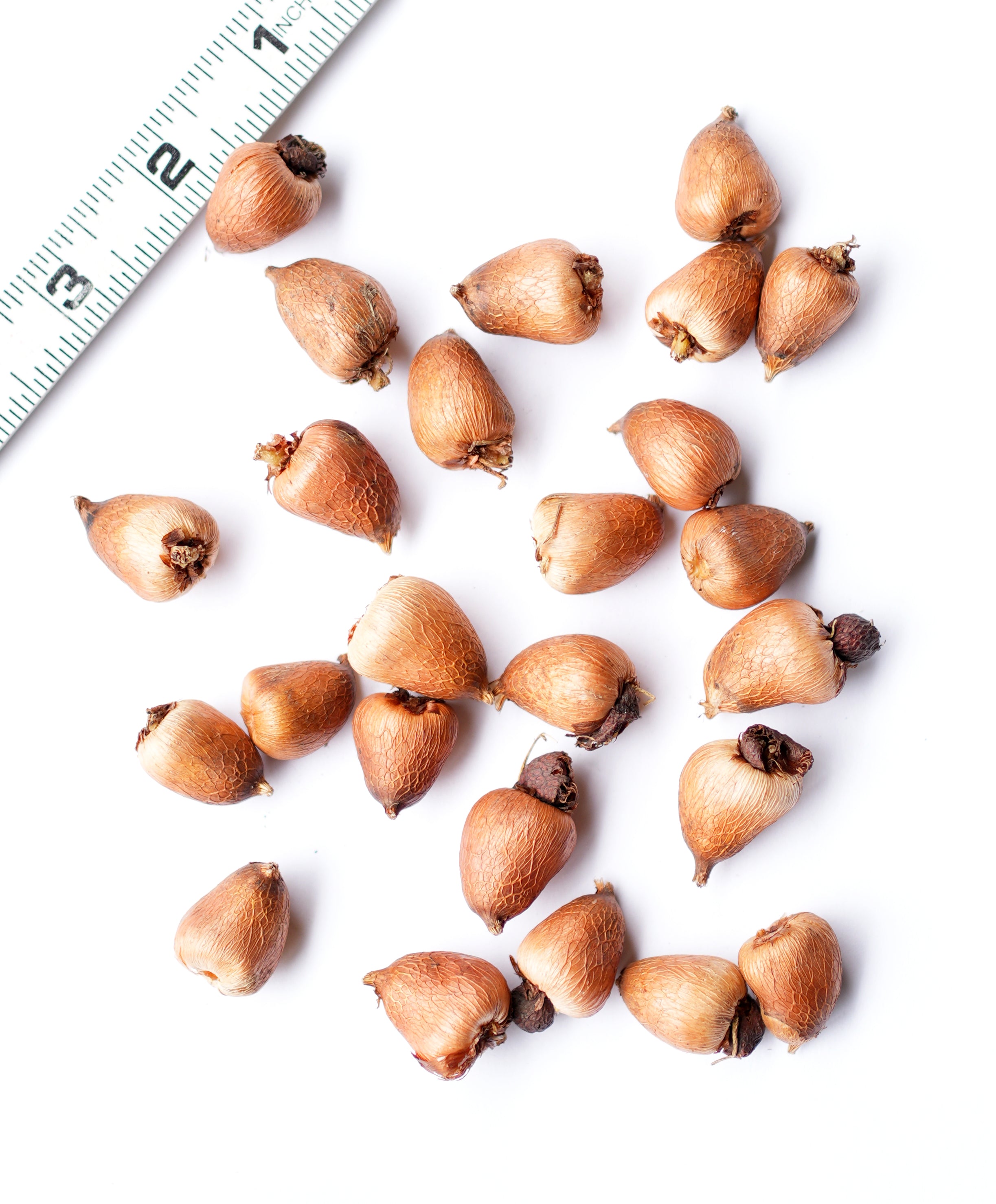 Orchid Glads - 25 bulbs