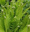 Ostrich Fern - 3 root divisions