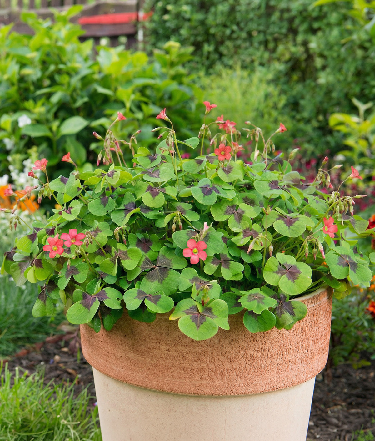 Iron Cross Oxalis - 25 bulbs