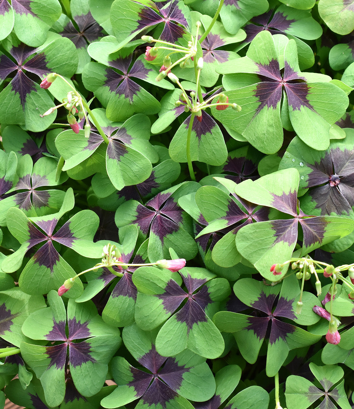 Iron Cross Oxalis - 25 bulbs
